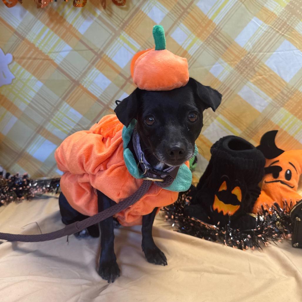Enlarge Mindy, a Adoptable Chihuahua in Santa Barbara, CA image 2/4