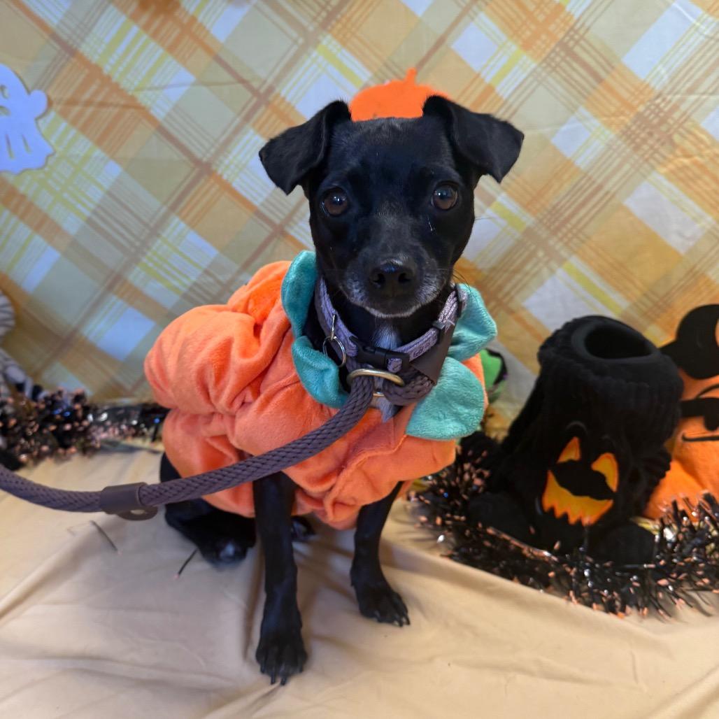 Enlarge Mindy, a Adoptable Chihuahua in Santa Barbara, CA image 3/4