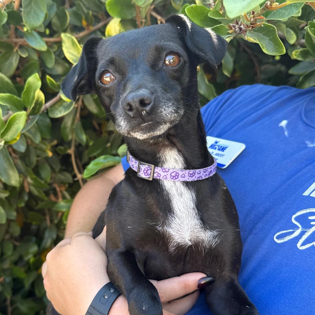 Enlarge Mindy, a Adoptable Chihuahua in Santa Barbara, CA image 4/4