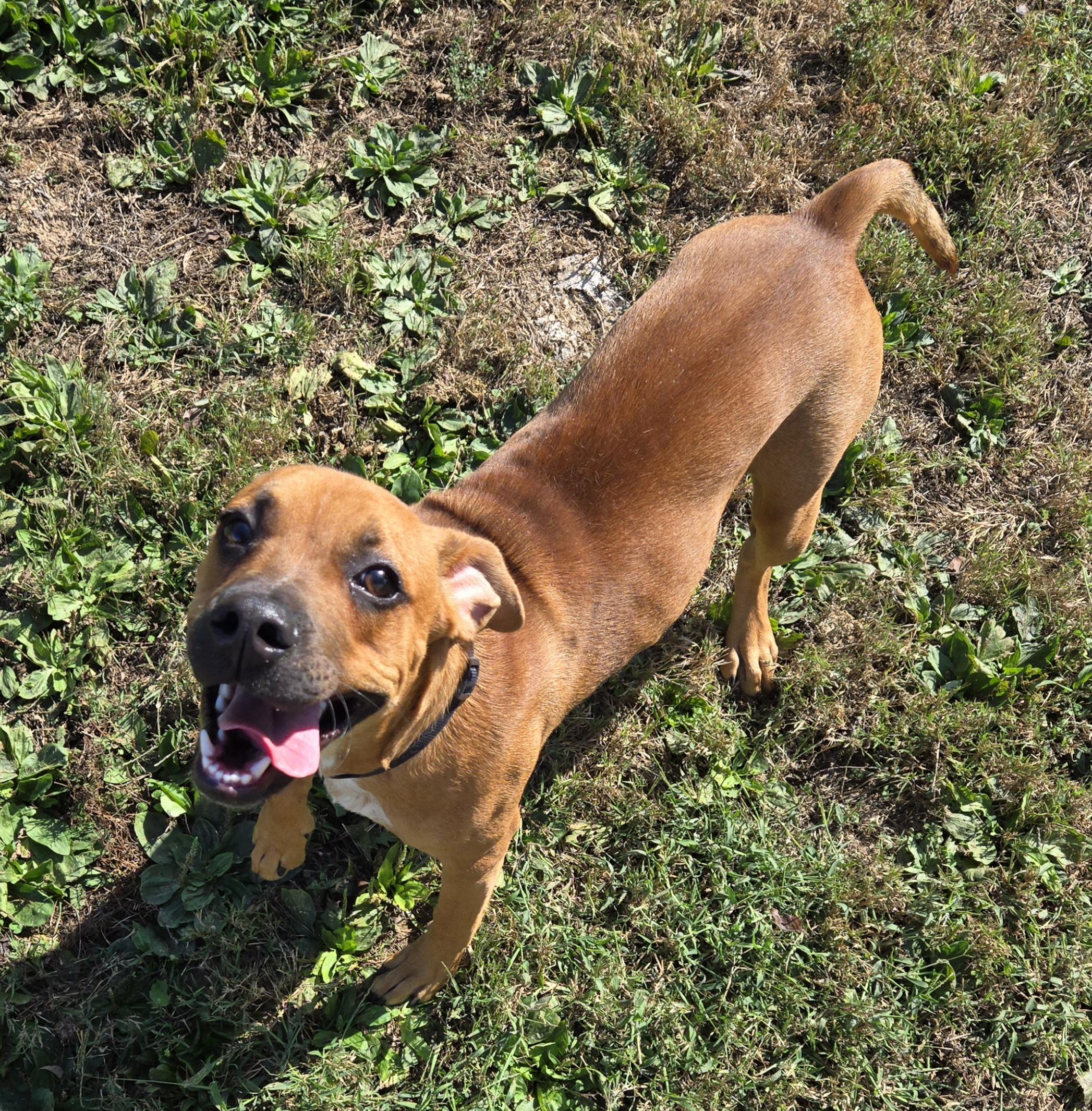 Sawyer, Adoptable, Young Male Boxer.