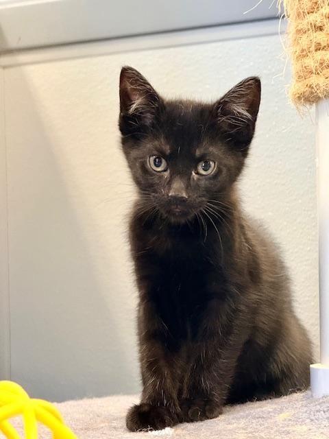 Enlarge Mercury, an adopted Domestic Short Hair in Winter Haven, FL image 1/1