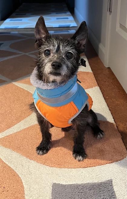 Walter, Adoptable, Adult Male Terrier & Mixed Breed.