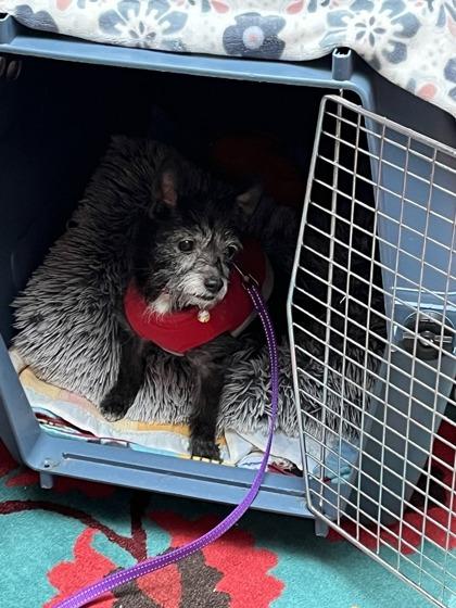 Enlarge Walter, a Adoptable mixed breed in Everett, WA image 2/3