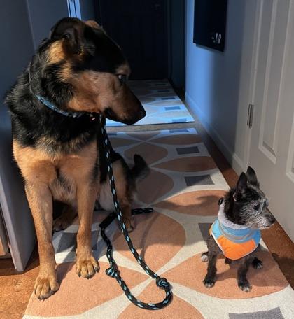 Enlarge Walter, a Adoptable mixed breed in Everett, WA image 3/3