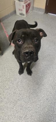 Enlarge Bingo, a Adoptable Mixed Breed in Reidsville, NC image 1/1