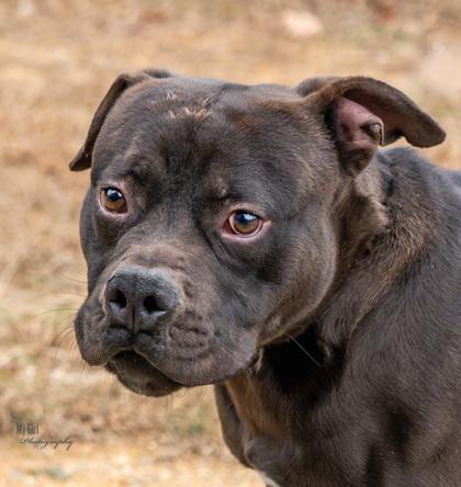 Enlarge Bingo, a Adoptable Mixed Breed in Reidsville, NC image 1/2