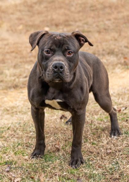 Bingo, Adoptable, Adult Male Mixed Breed & Mixed Breed.