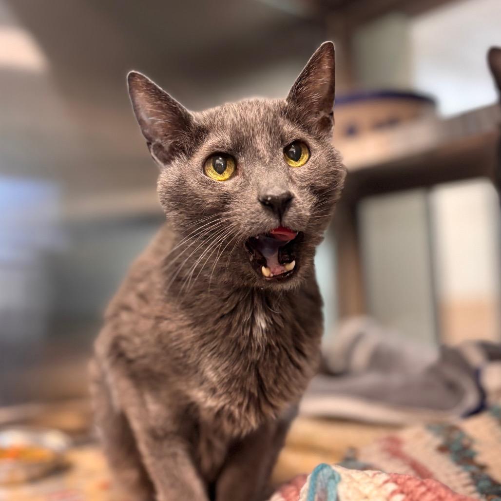 Enlarge Vuitton, a Adoptable Domestic Short Hair in Nashville, IN image 1/6