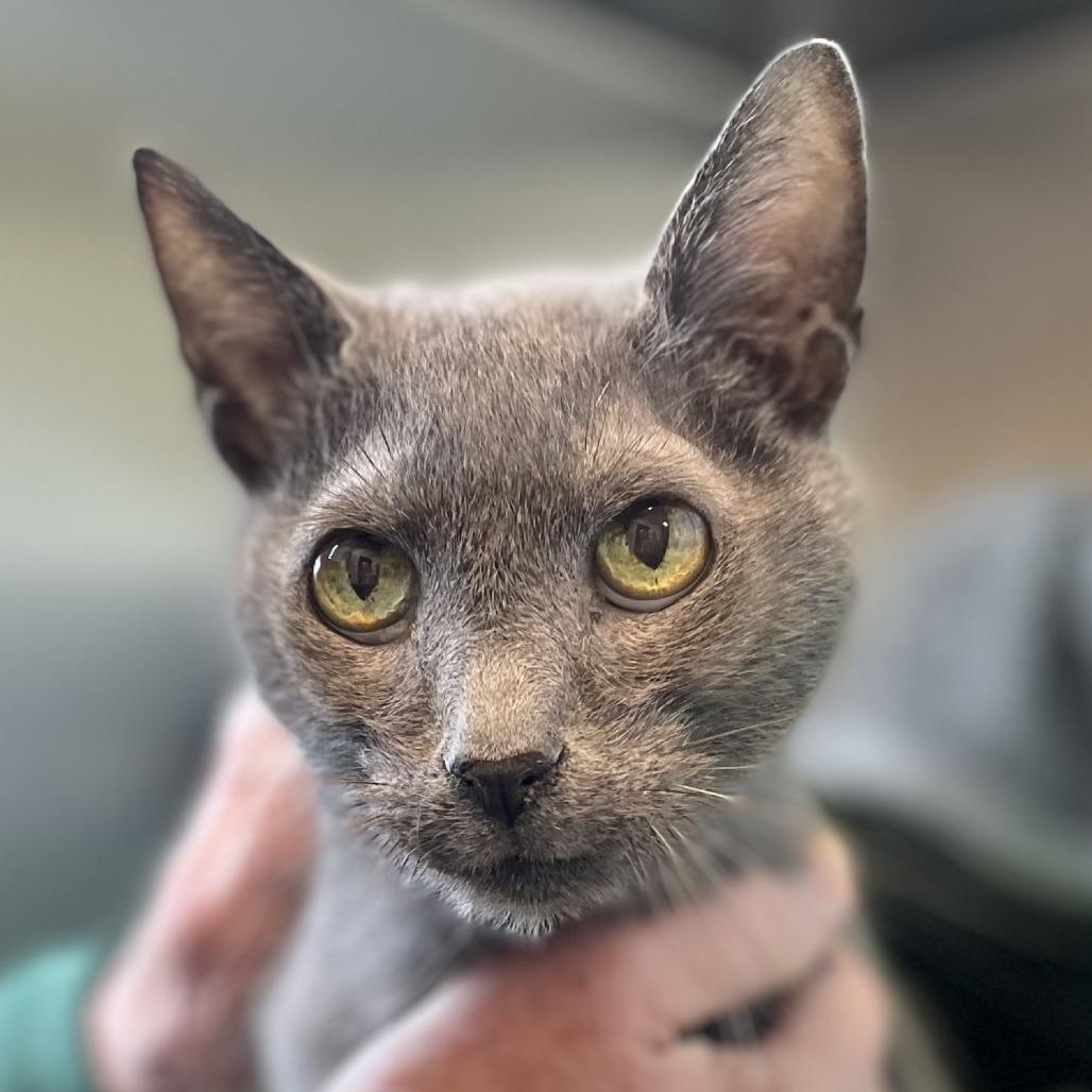 Enlarge Vuitton, a Adoptable Domestic Short Hair in Nashville, IN image 2/6