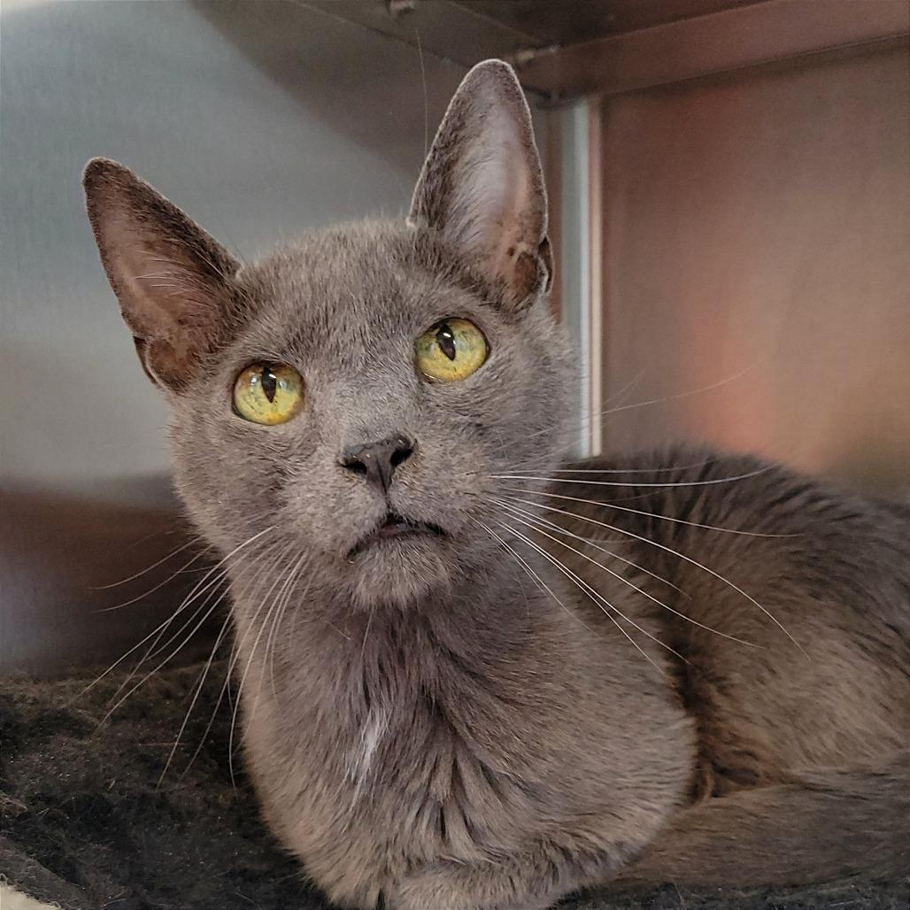 Enlarge Vuitton, a Adoptable Domestic Short Hair in Nashville, IN image 3/6