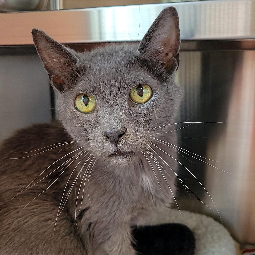 Enlarge Vuitton, a Adoptable Domestic Short Hair in Nashville, IN image 4/6