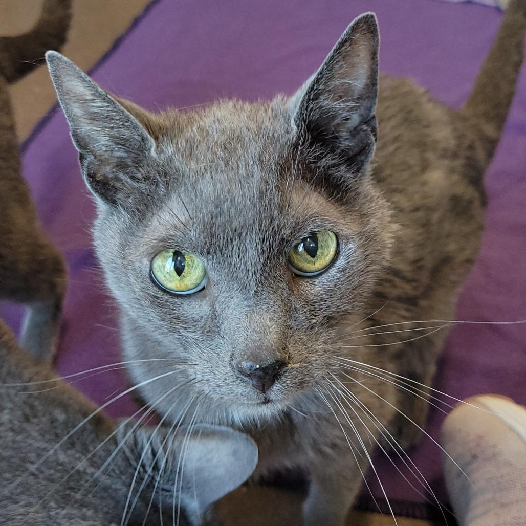 Enlarge Vuitton, a Adoptable Domestic Short Hair in Nashville, IN image 5/6