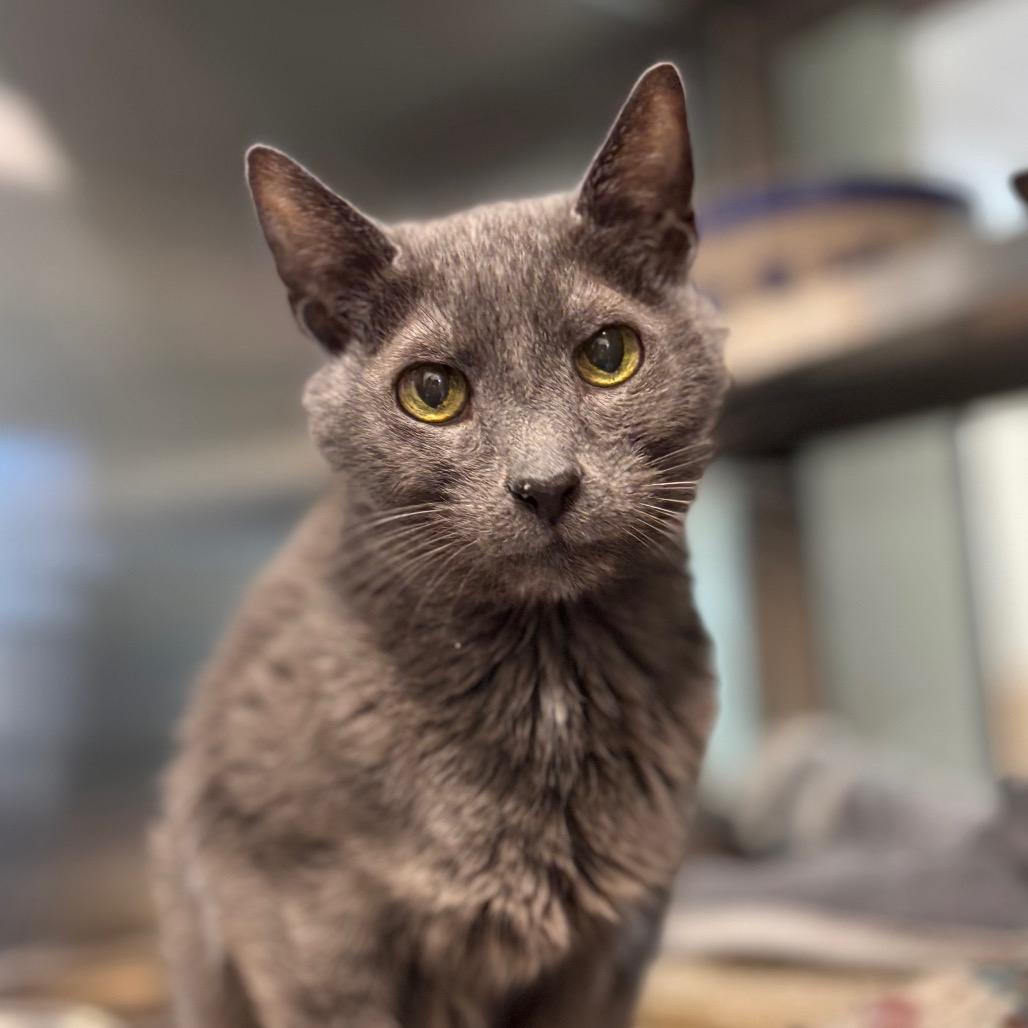 Enlarge Vuitton, a Adoptable Domestic Short Hair in Nashville, IN image 6/6