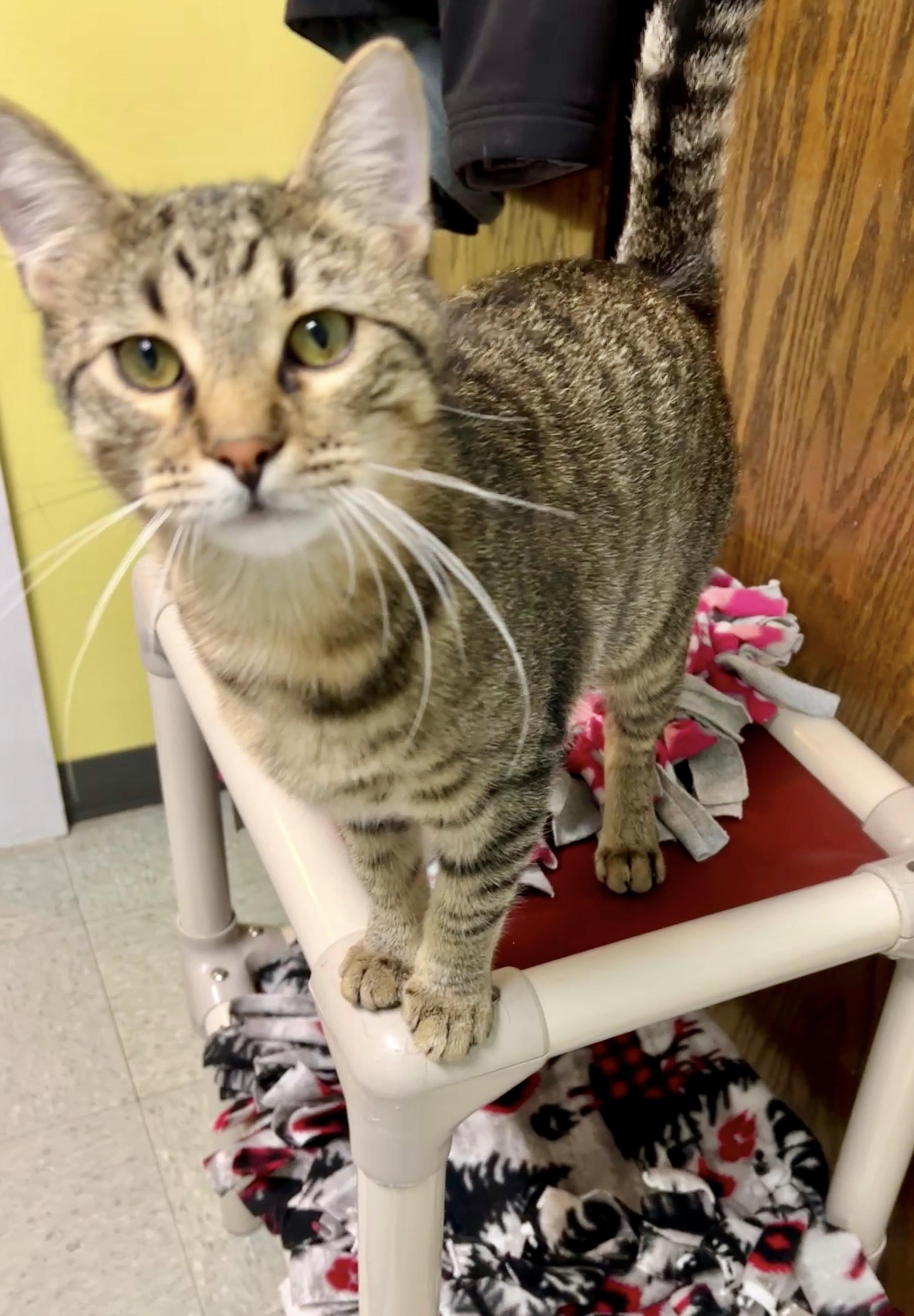 Sutton, an adoptable Domestic Short Hair in Jamestown, ND, 58402 | Photo Image 1