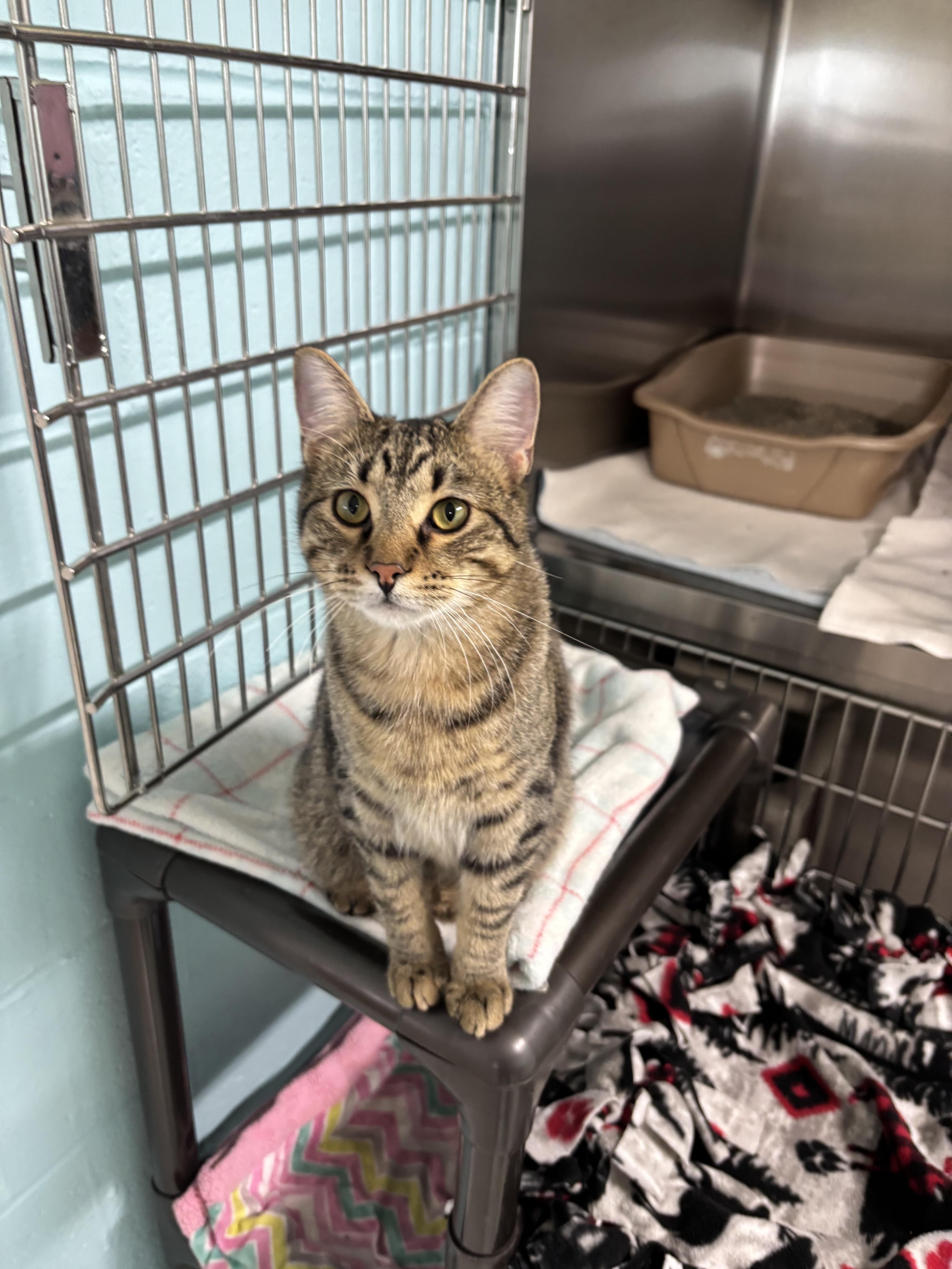 Sutton, a Adoptable Domestic Short Hair in Jamestown, ND image 1/2