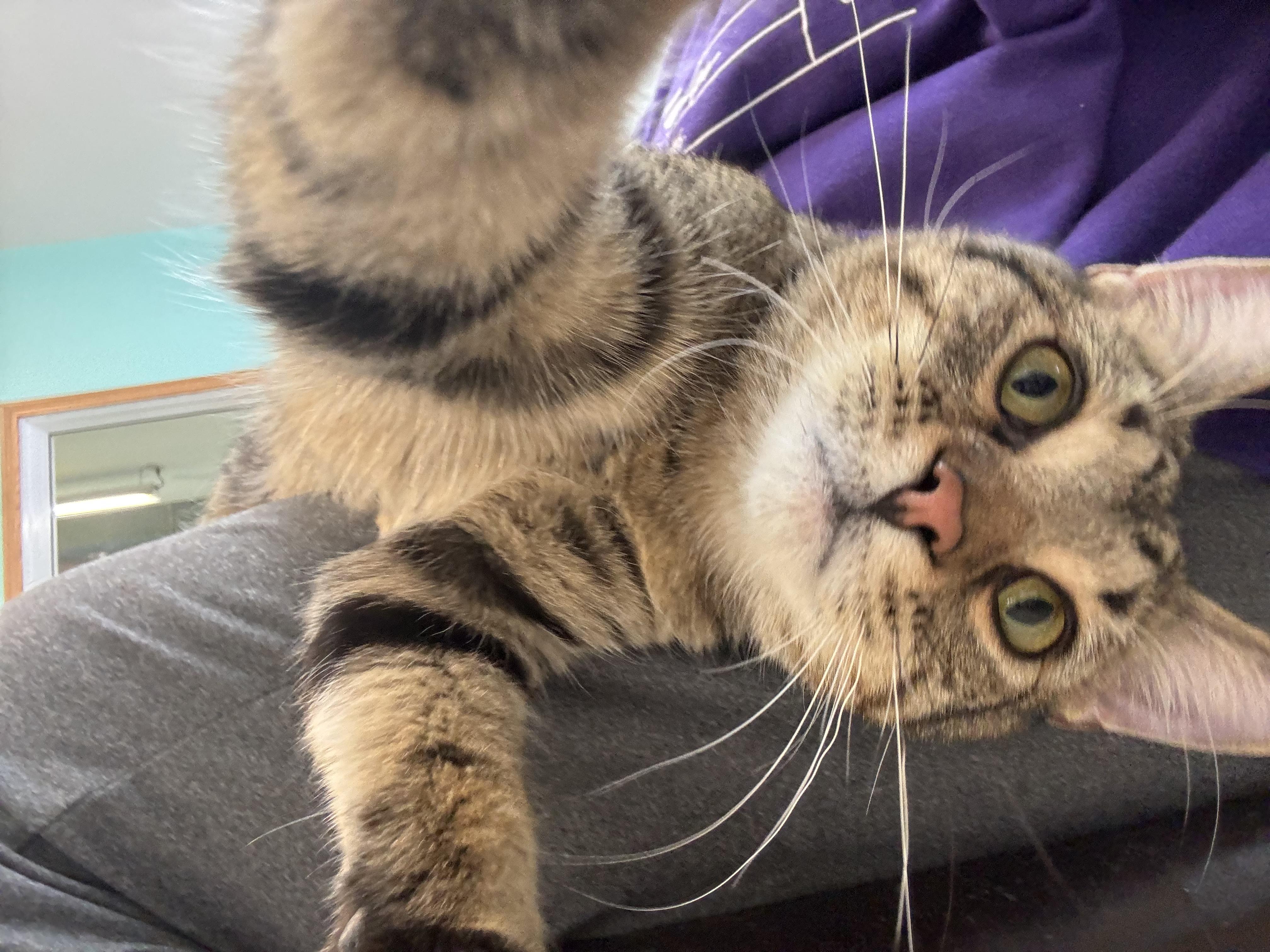 Sutton, a Adoptable Domestic Short Hair in Jamestown, ND image 2/2