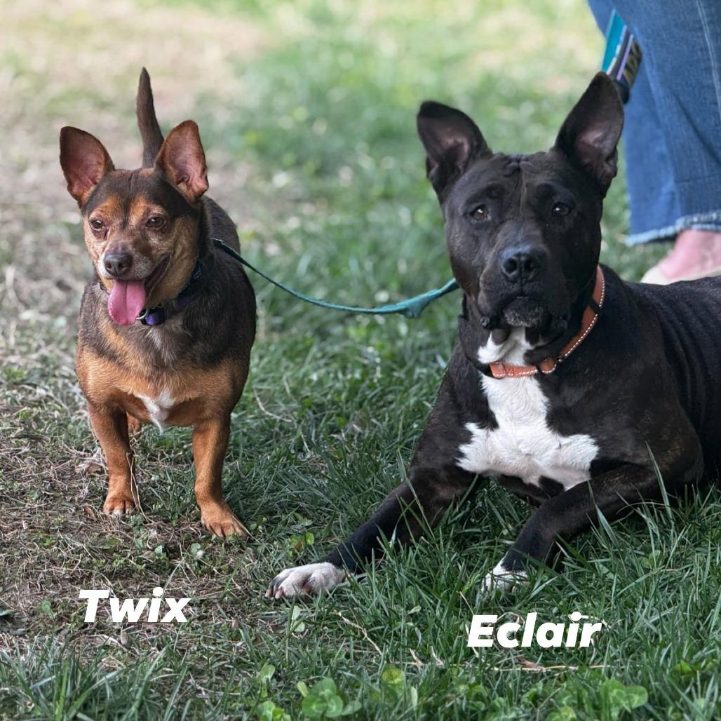 Eclair, Adoptable, Adult Female Pit Bull Terrier.