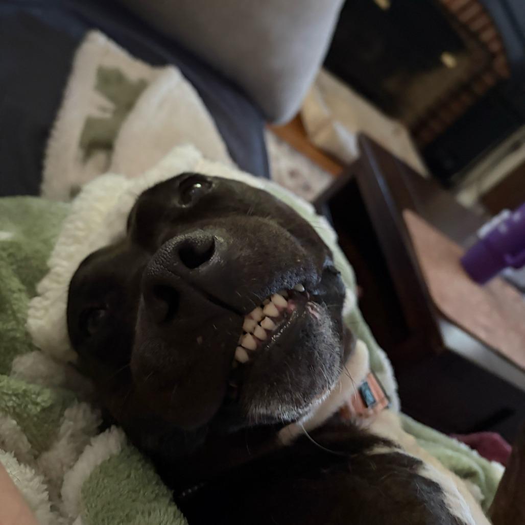 Enlarge Eclair, a Adoptable Pit Bull Terrier in Richmond, VA image 2/6