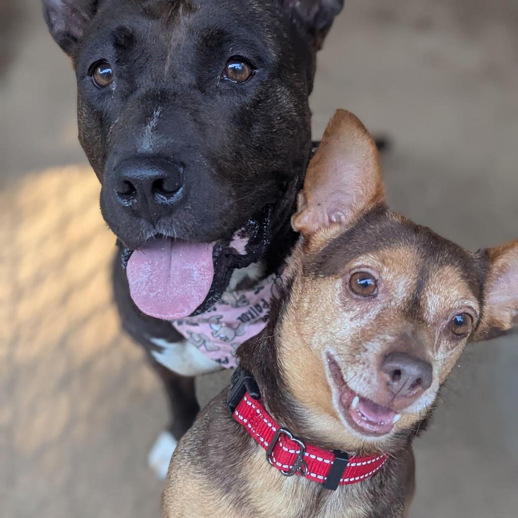 Enlarge Eclair, a Adoptable Pit Bull Terrier in Richmond, VA image 4/6