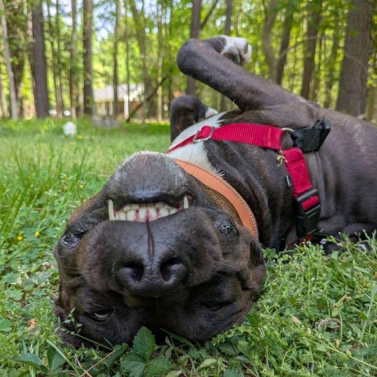 Enlarge Eclair, a Adoptable Pit Bull Terrier in Richmond, VA image 5/6