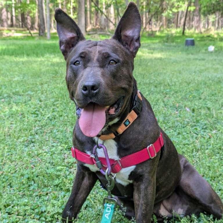 Enlarge Eclair, a Adoptable Pit Bull Terrier in Richmond, VA image 6/6