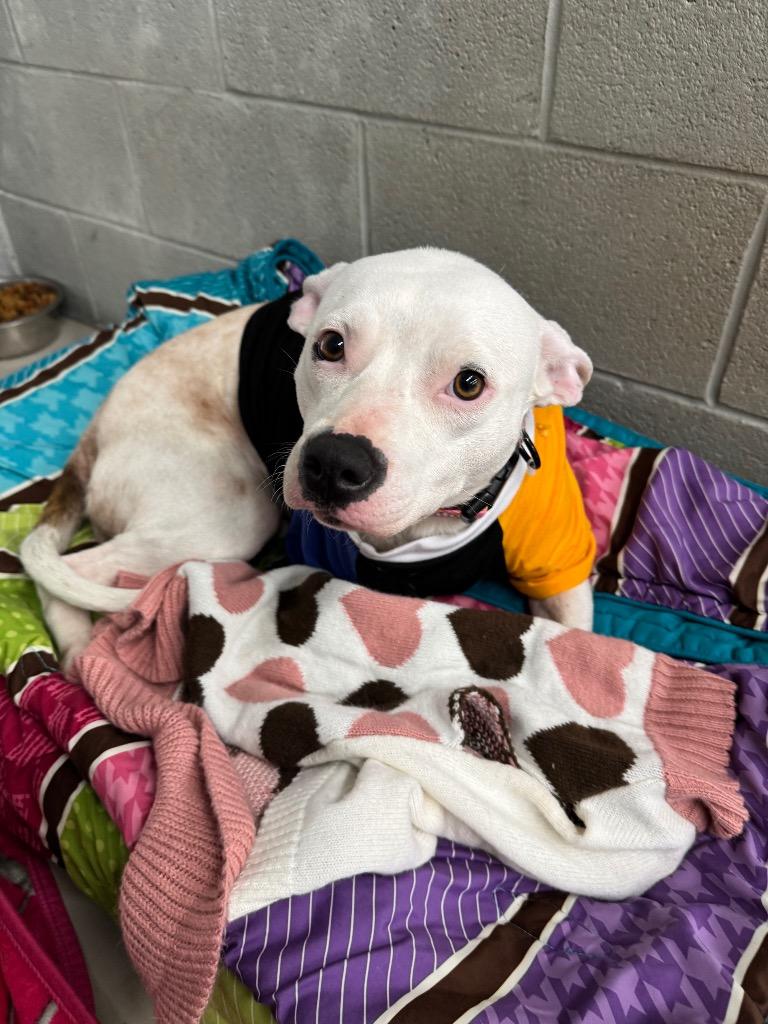 Sweetie, Adoptable, Adult Female Pit Bull Terrier.