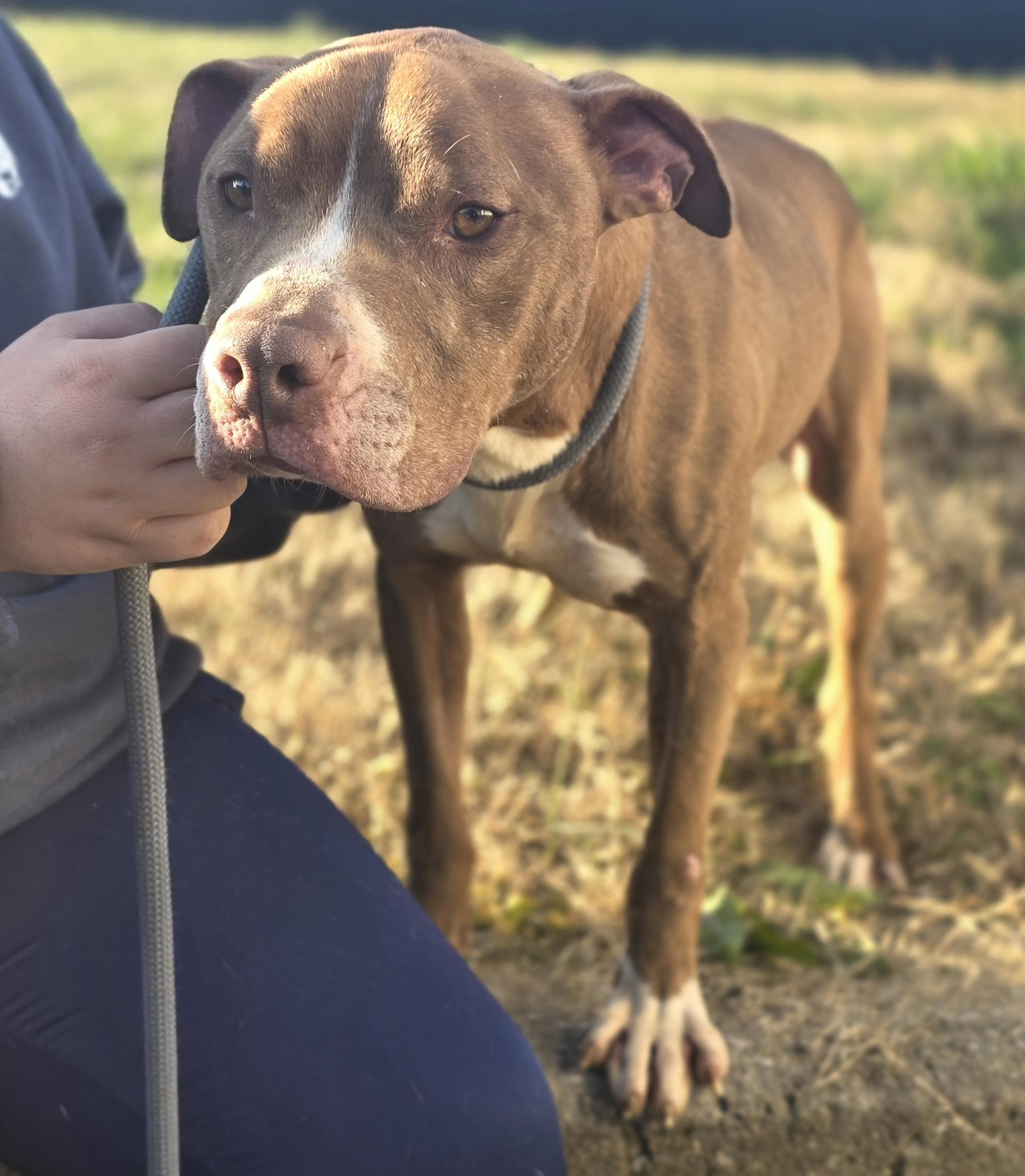Zuko, ADOPTABLE, Adult Male American Staffordshire Terrier.