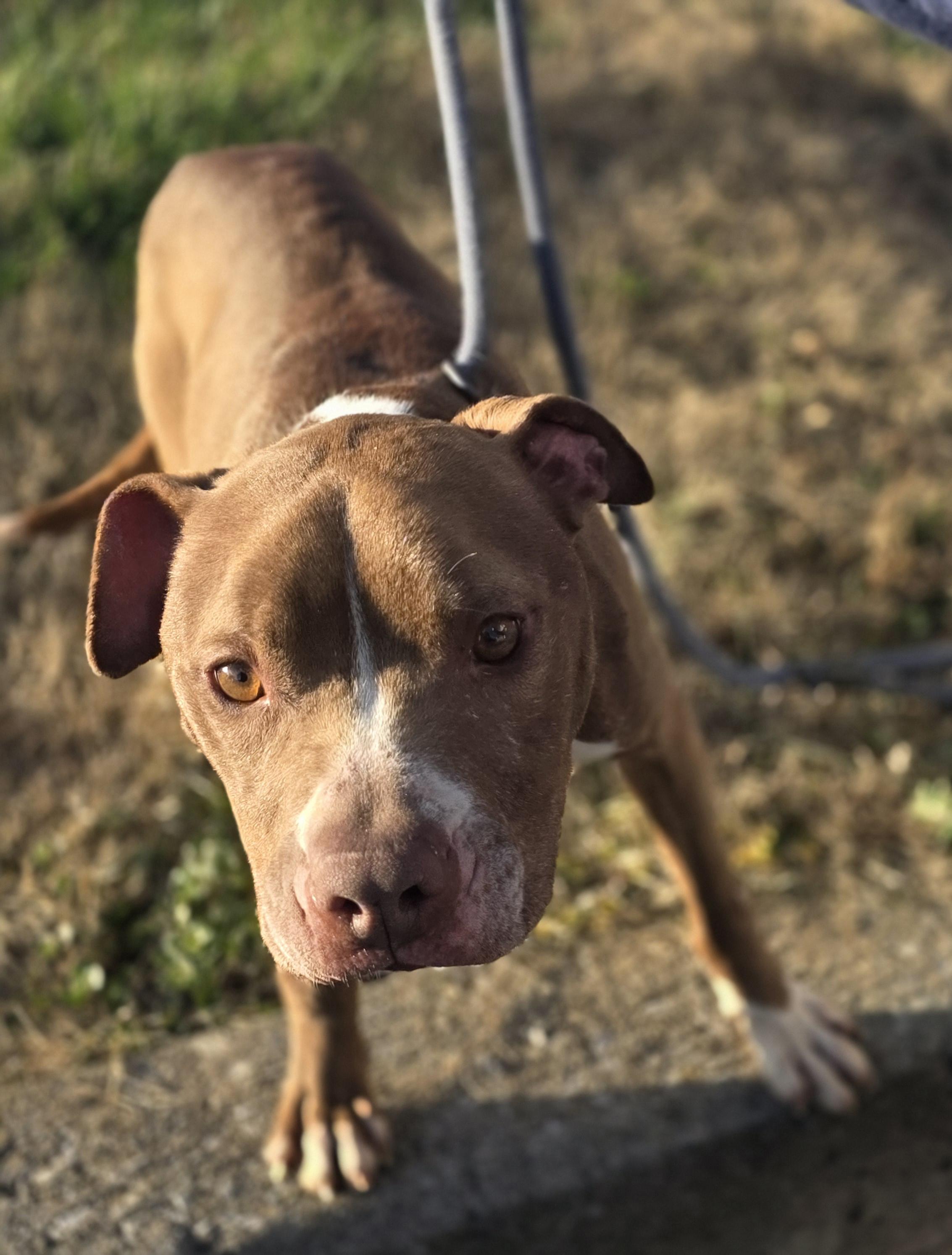 Enlarge Zuko, a ADOPTABLE mixed breed in PHILADELPHIA, TN image 2/2