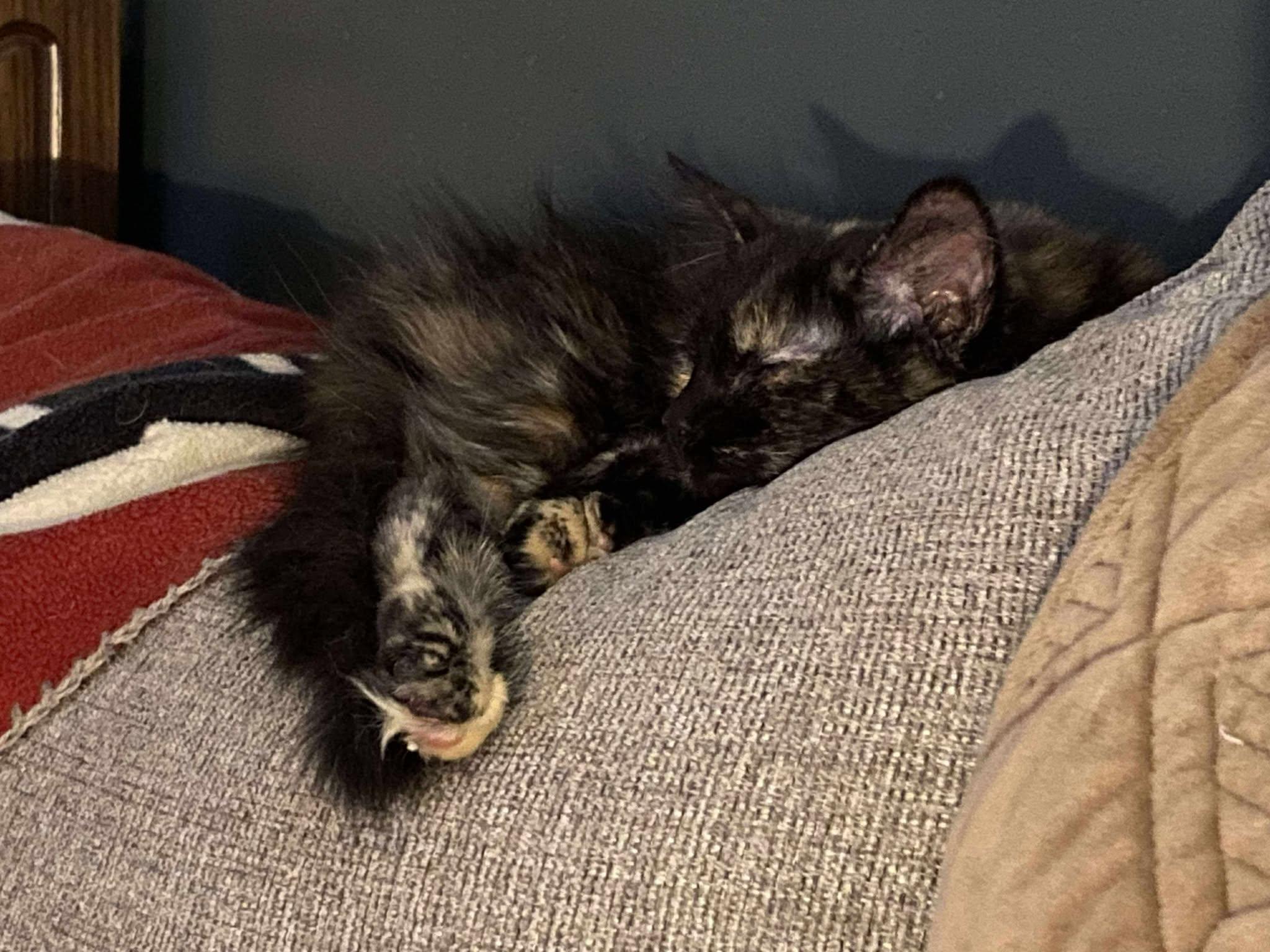 Janis Joplin thumbnail 3