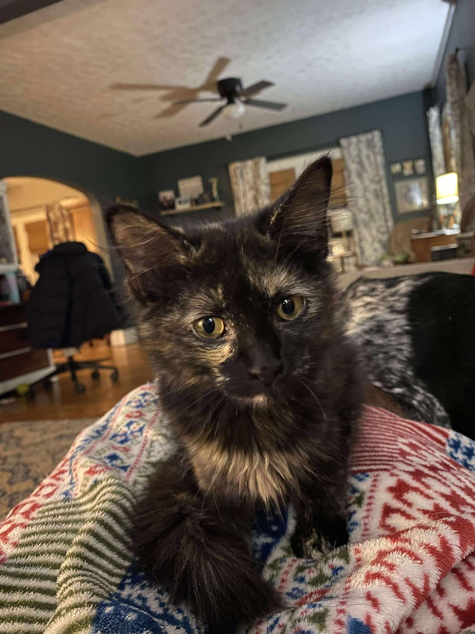 Janis Joplin thumbnail 5