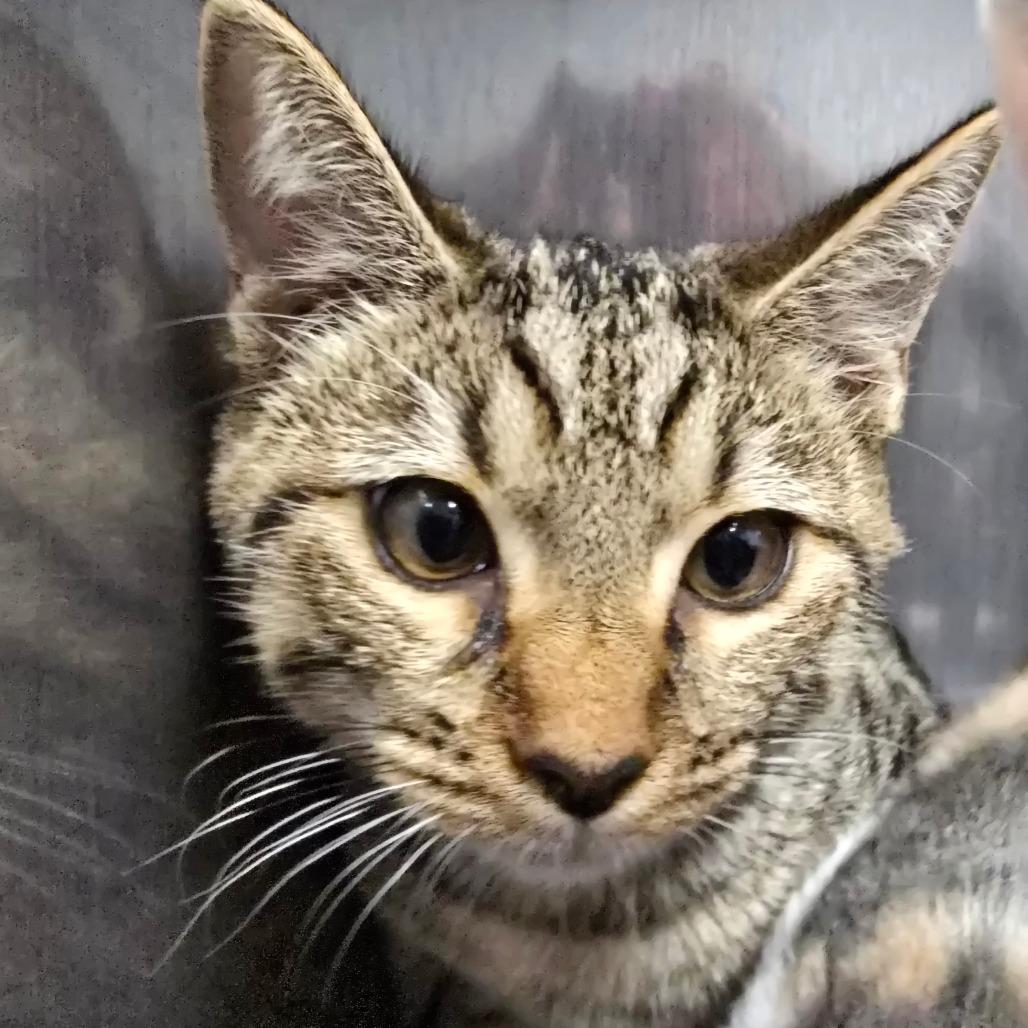 Dave, Adoptable, Kitten Male Domestic Short Hair.