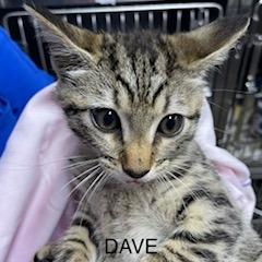 Enlarge Dave, a Adoptable Domestic Short Hair in Marble, NC image 2/2