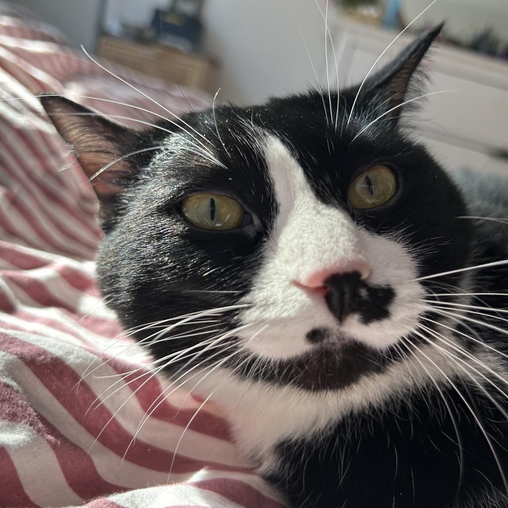 Paradise, Adoptable, Adult Female Domestic Short Hair.