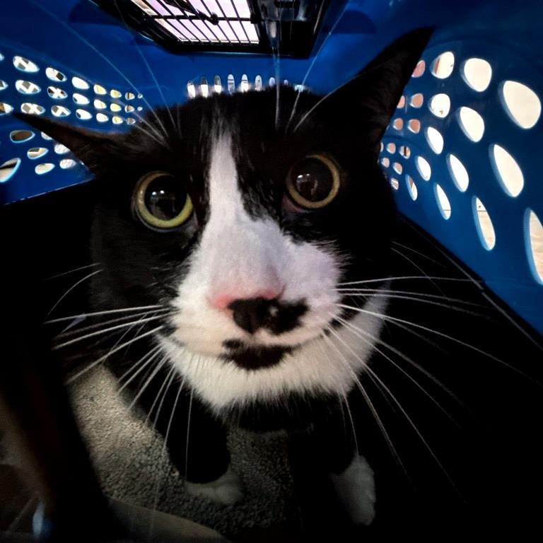 Enlarge Paradise, a Adoptable Domestic Short Hair in New York, NY image 1/6