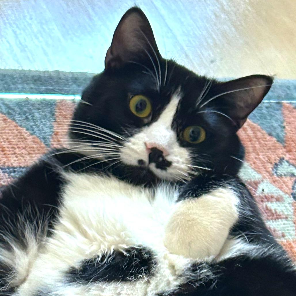 Paradise, a Adoptable Domestic Short Hair in New York, NY image 2/6