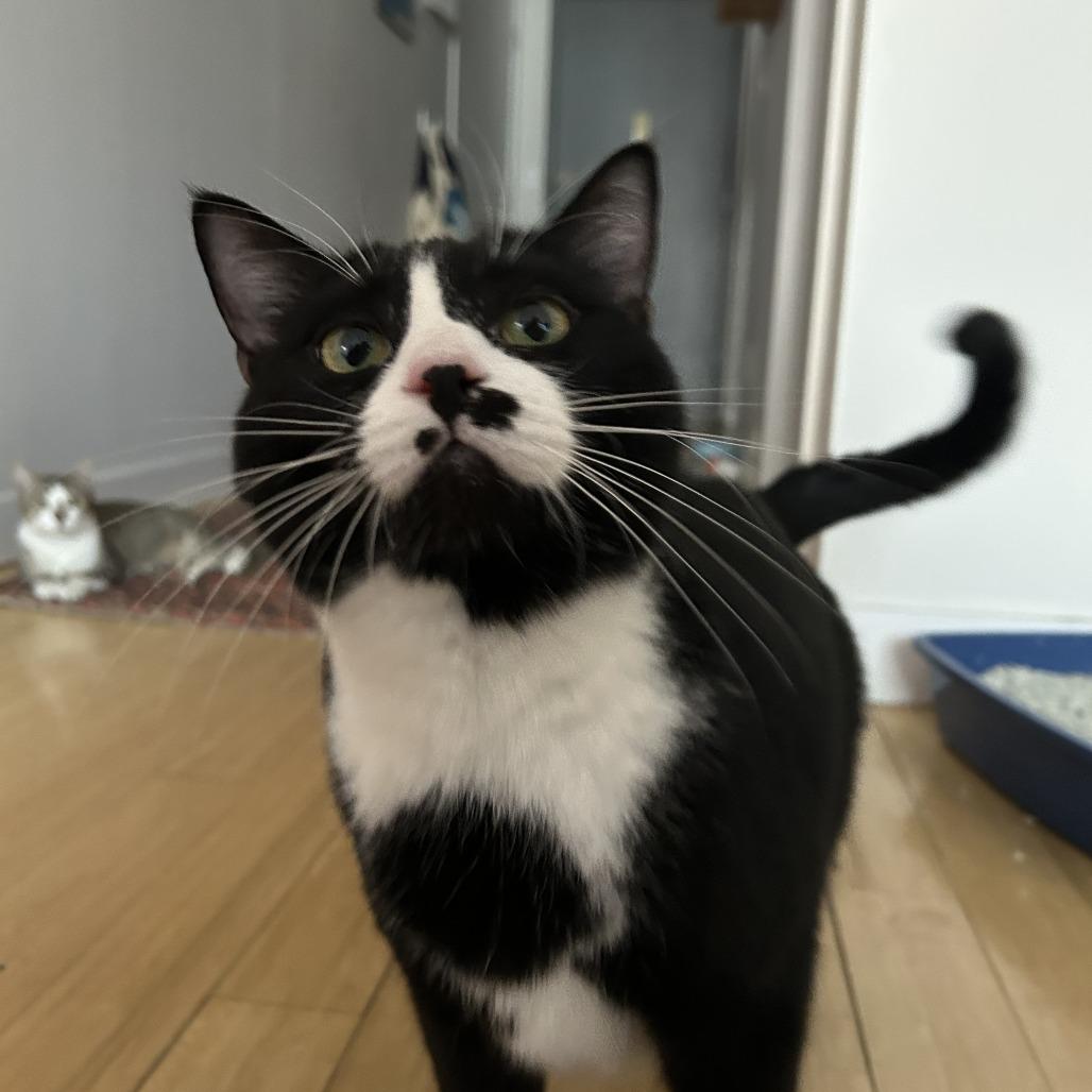Paradise, Adoptable, Adult Female Domestic Short Hair.