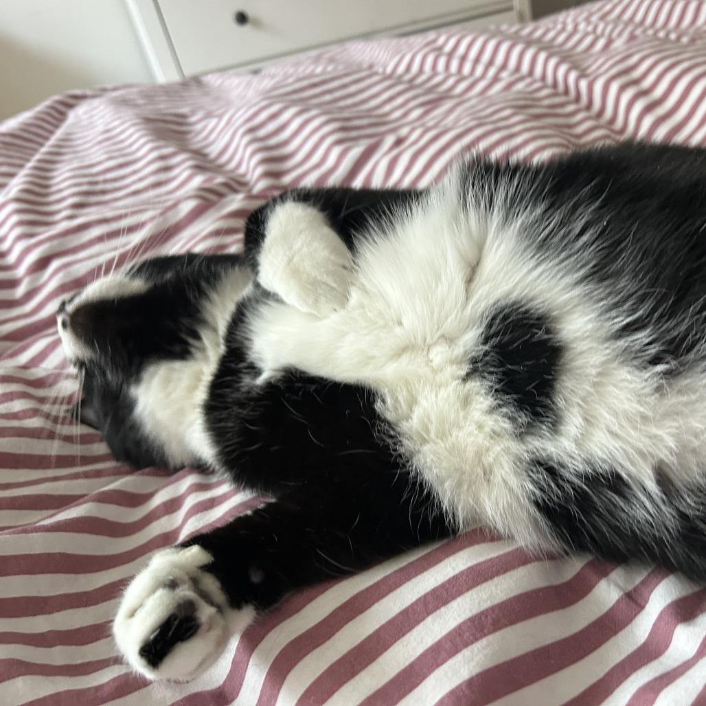 Enlarge Paradise, a Adoptable Domestic Short Hair in New York, NY image 3/6