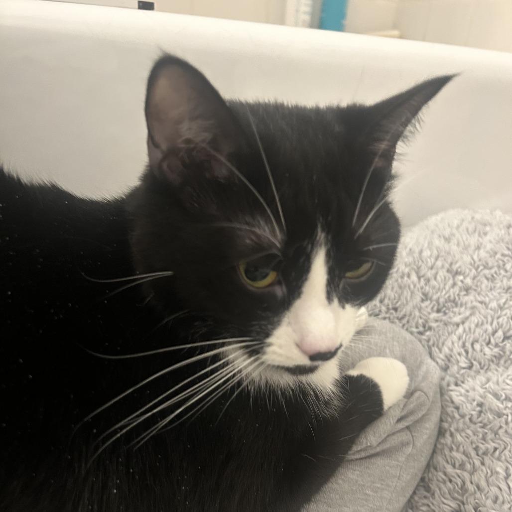 Enlarge Paradise, a Adoptable Domestic Short Hair in New York, NY image 4/6