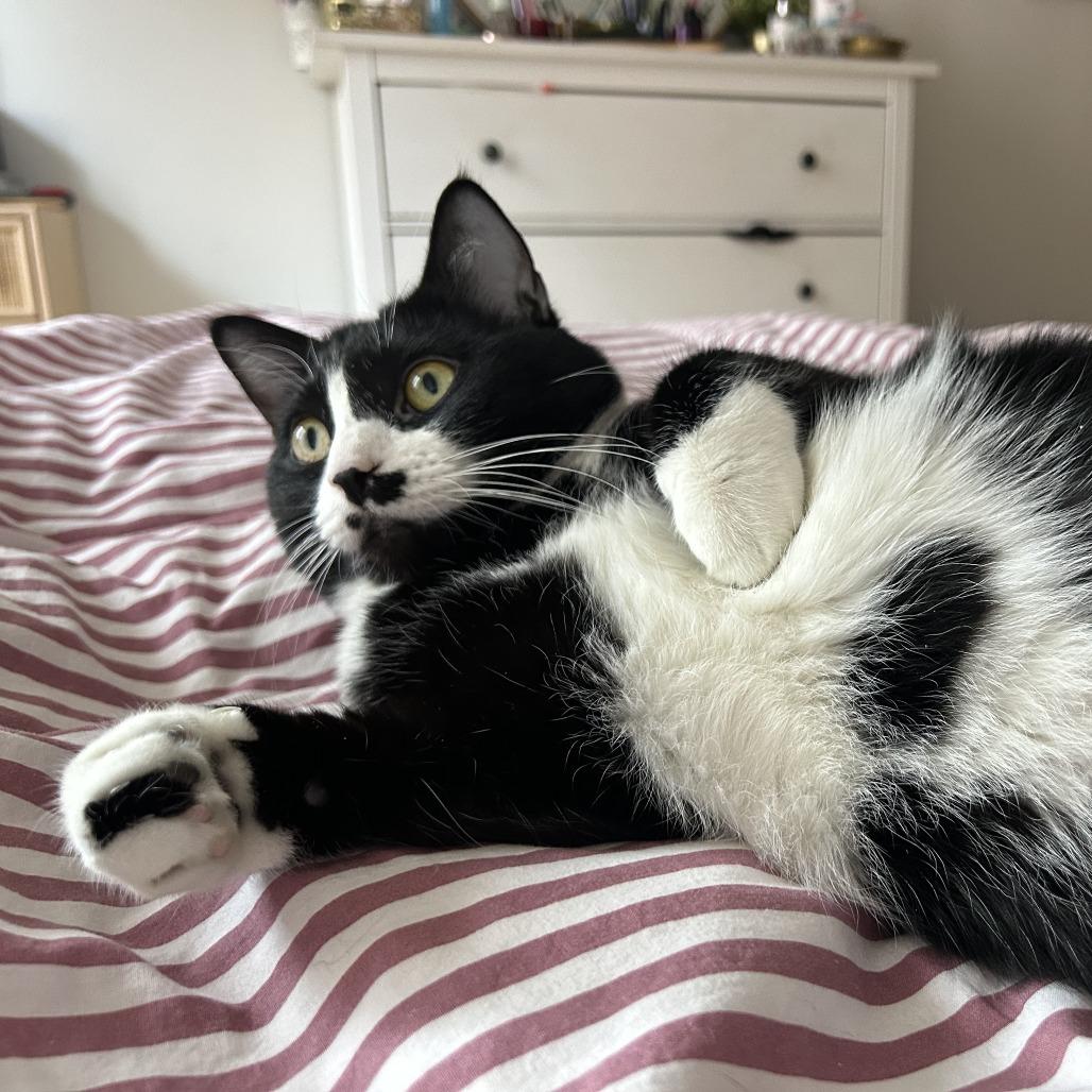 Enlarge Paradise, a Adoptable Domestic Short Hair in New York, NY image 5/6