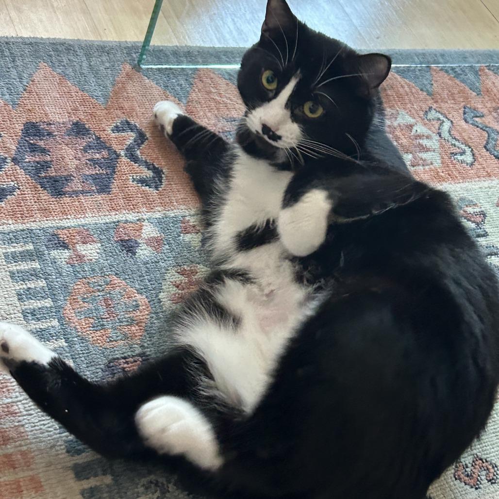 Paradise, a Adoptable Domestic Short Hair in New York, NY image 5/6