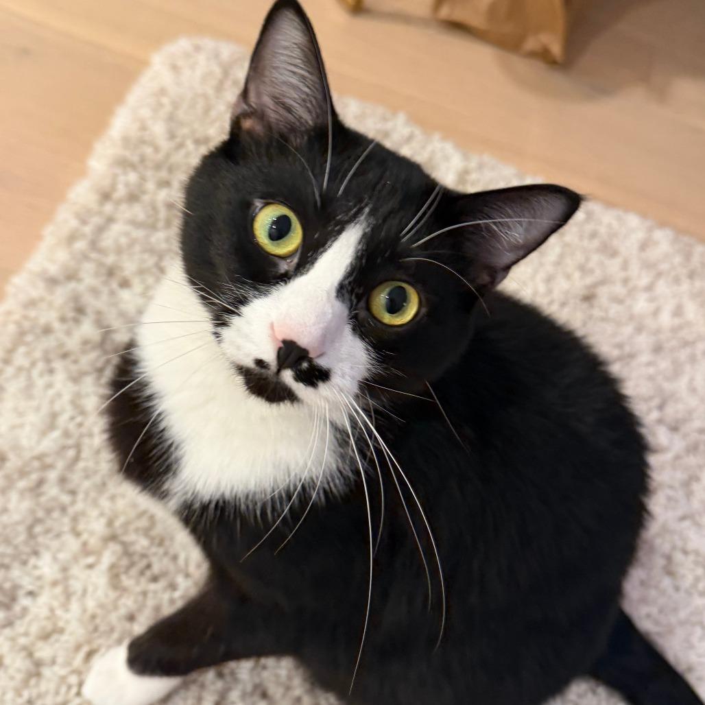 Enlarge Paradise, a Adoptable Domestic Short Hair in New York, NY image 4/6