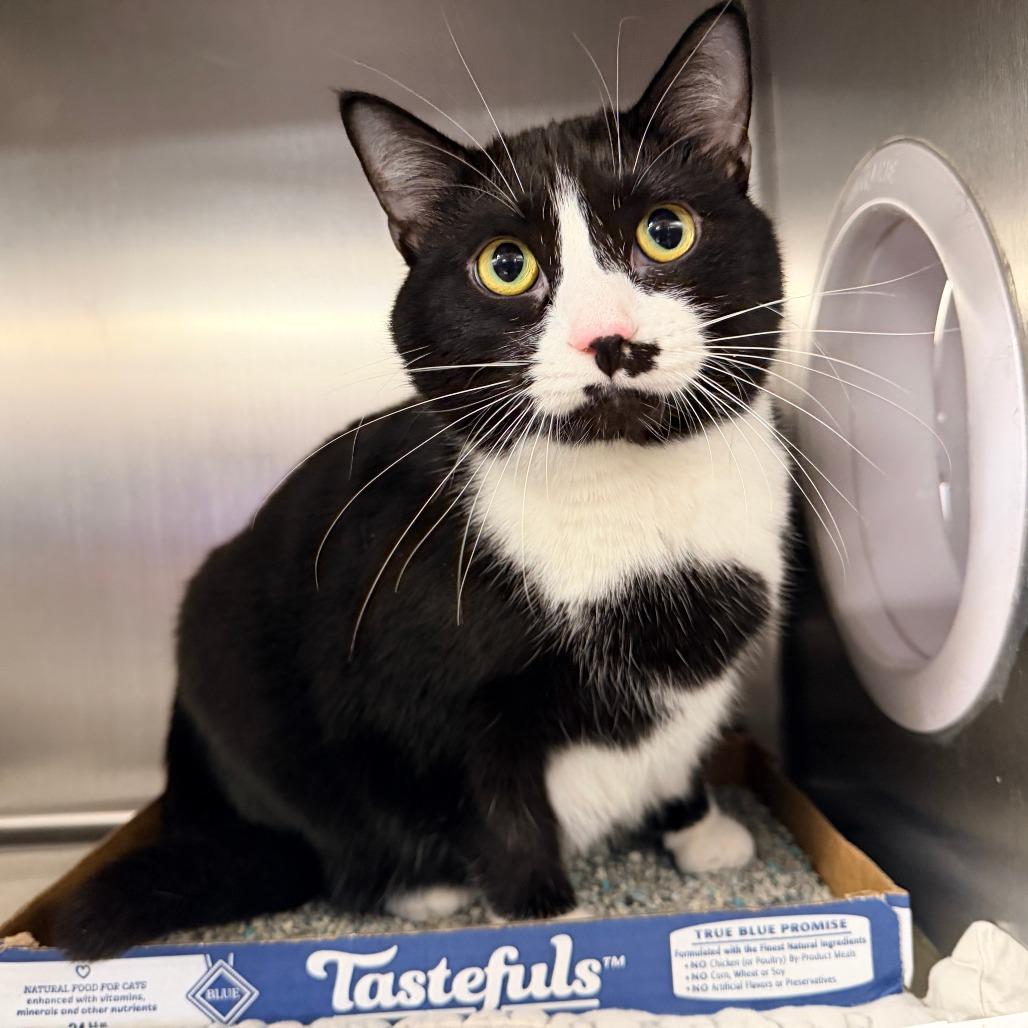 Enlarge Paradise, a Adoptable Domestic Short Hair in New York, NY image 6/6