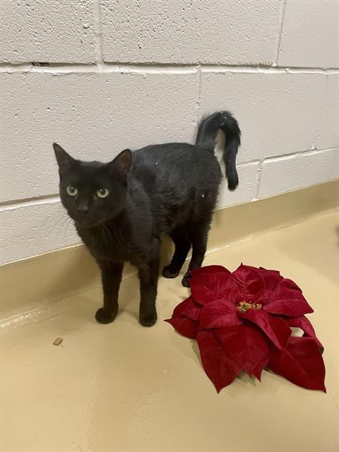 Enlarge SWEETS, a Adoptable Domestic Short Hair in Pasadena, TX image 1/1