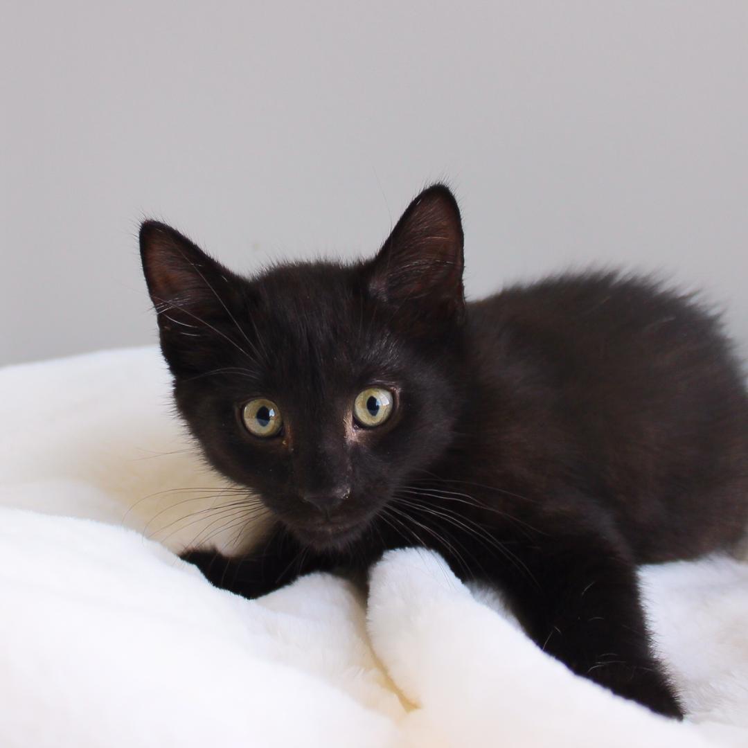 Enlarge Rome, a Adoptable Domestic Short Hair in Wayne, NJ image 3/3