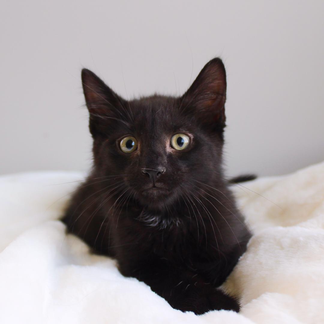 Rome, Adoptable, Kitten Male Domestic Short Hair.