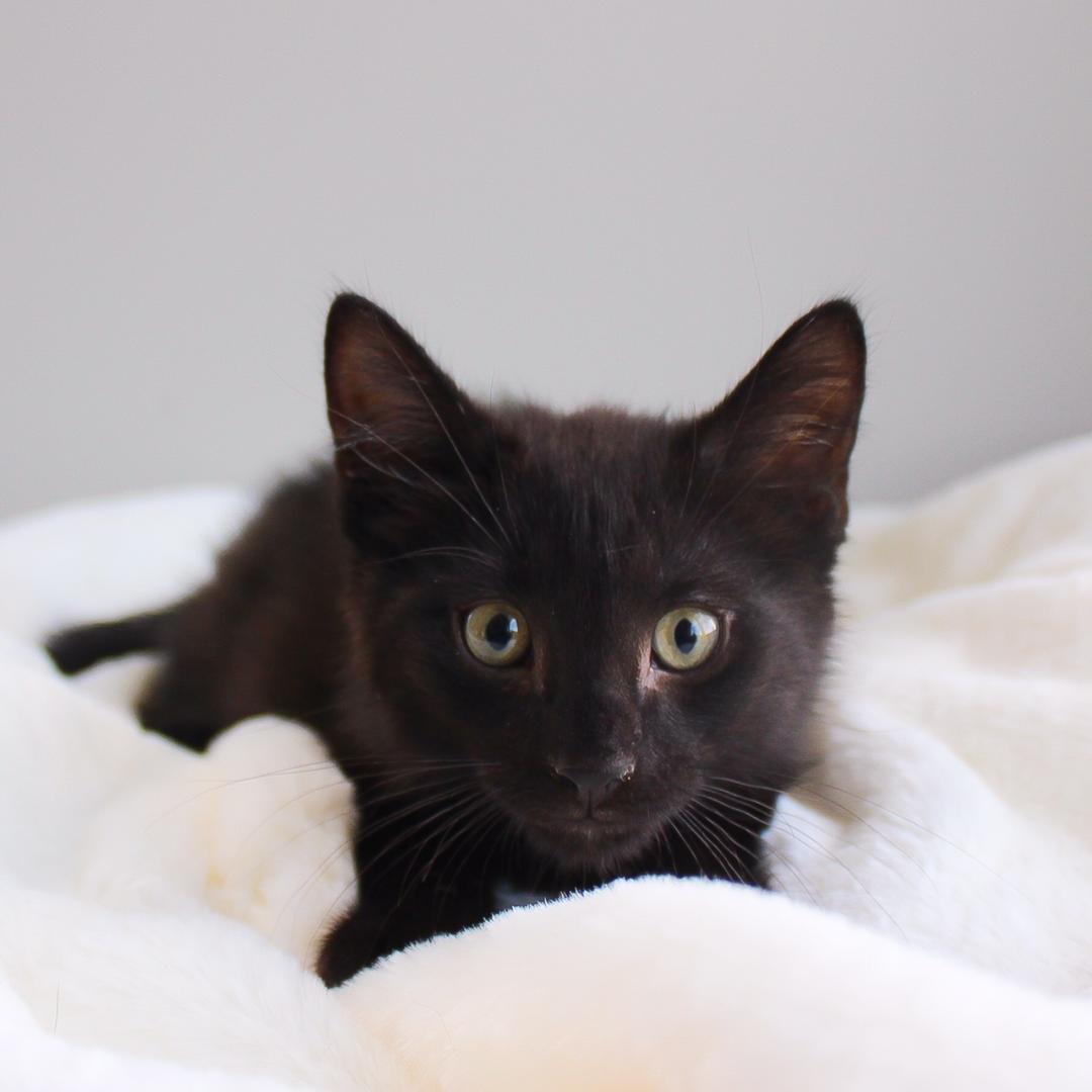 Enlarge Rome, a Adoptable Domestic Short Hair in Wayne, NJ image 2/3
