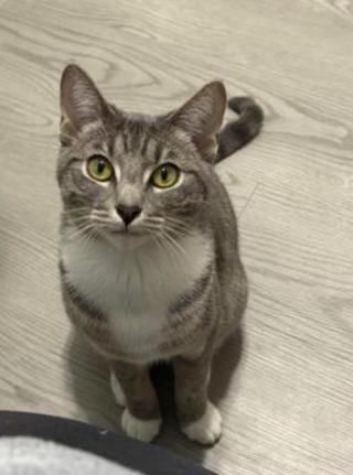 Mittens, Adoptable, Young Female Domestic Short Hair.