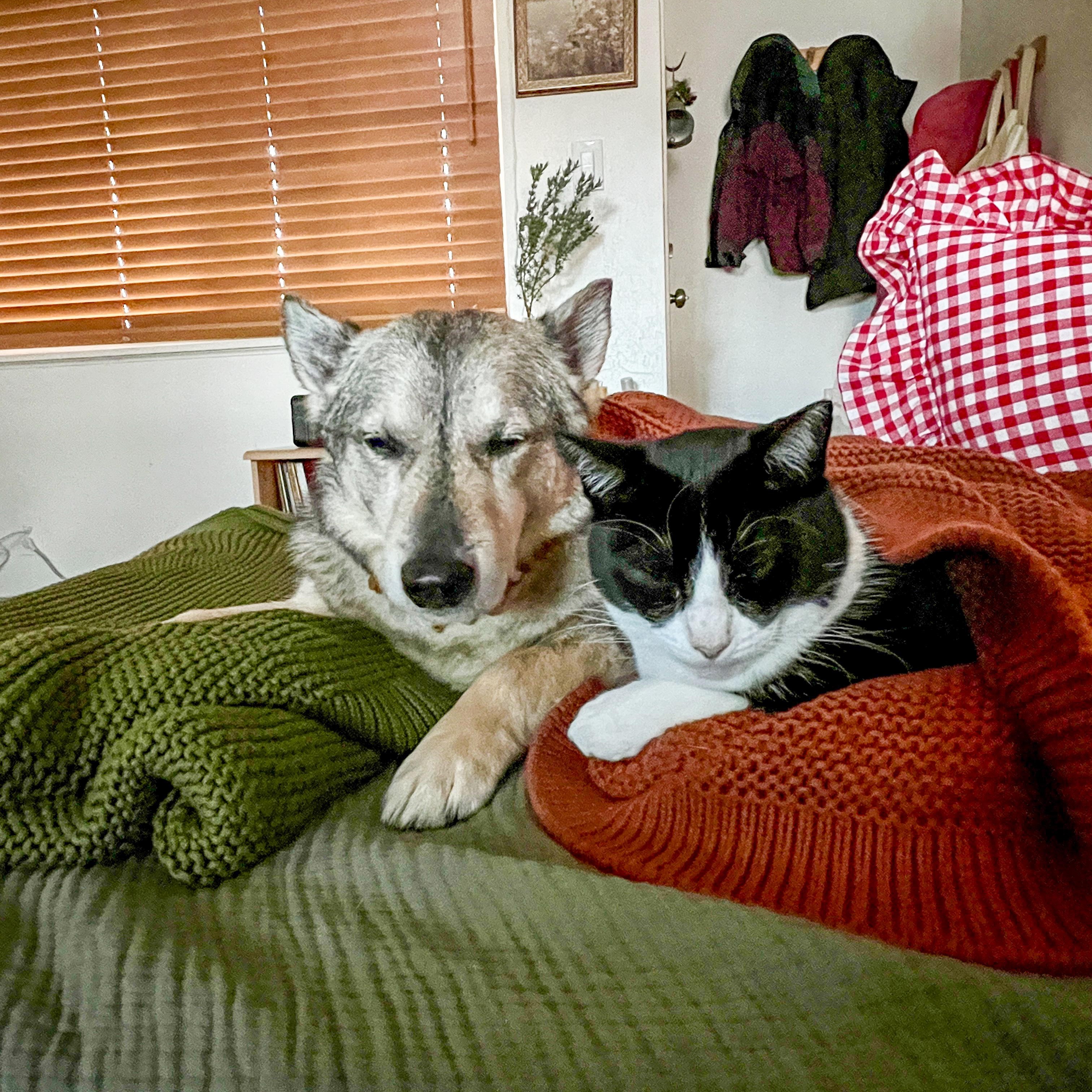 Enlarge Umu , an adopted Domestic Short Hair in Hayward, CA image 4/4