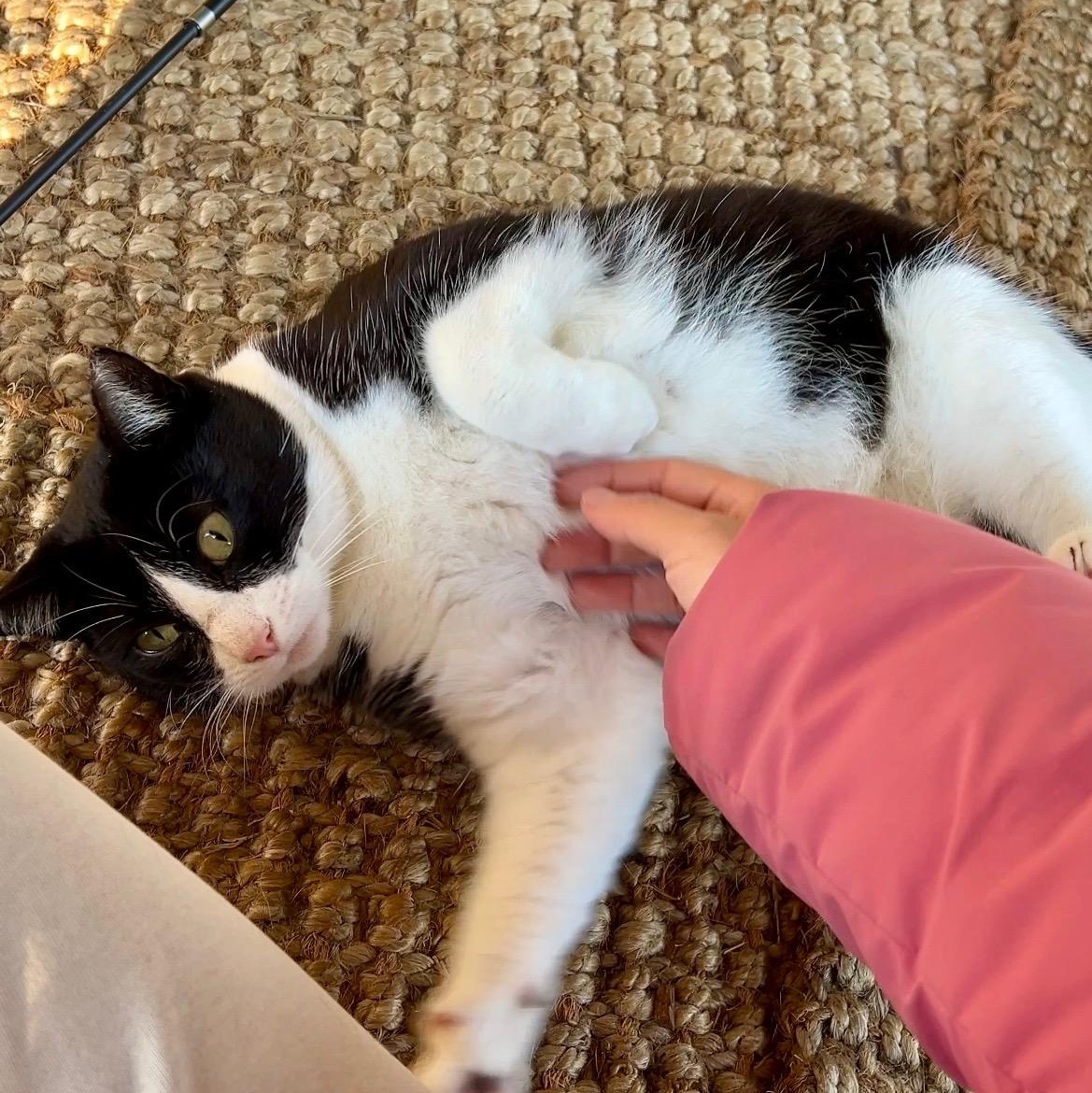 Enlarge Umu , an adopted Domestic Short Hair in Hayward, CA image 3/4