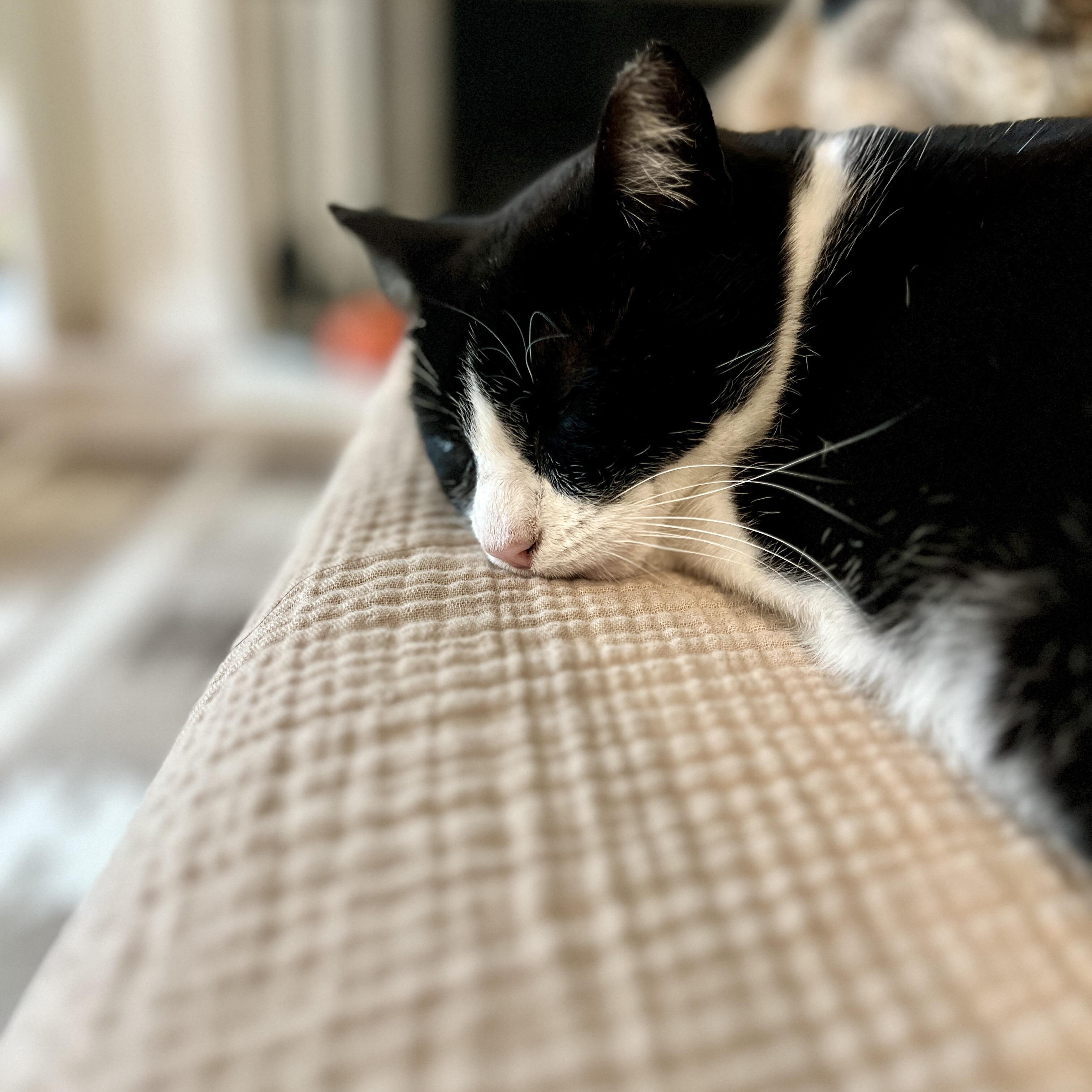 Enlarge Umu , an adopted Domestic Short Hair in Hayward, CA image 1/4